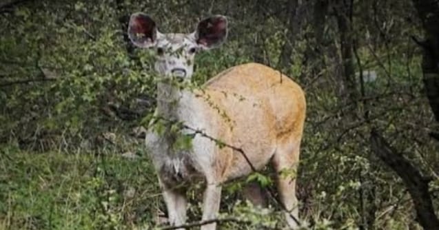 सरिस्का में दिखा दुर्लभ गोल्डन सांभर