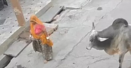 मंदिर जा रही बुजुर्ग महिला पर सांड का हमला, 9 पसलियां टूटीं