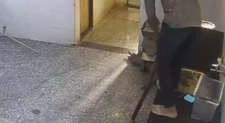 कोटा के बॉयज हॉस्टल में घुसा 4 फीट लंबा मगरमच्छ, मची अफरा-तफरी
